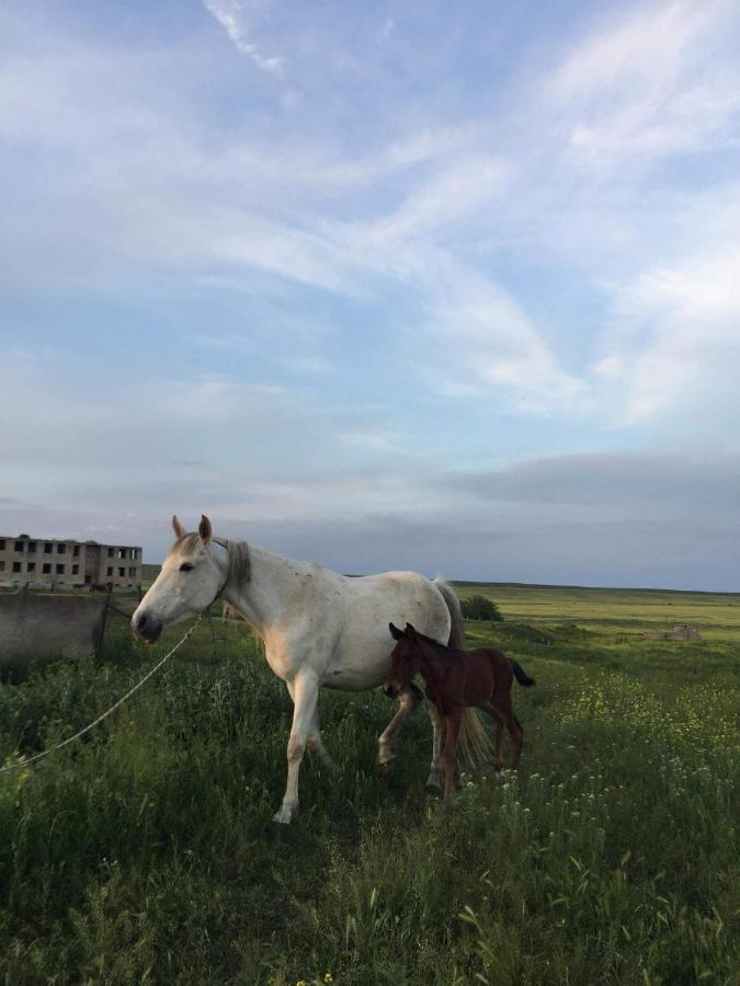 Mamuka'S Guesthouse Udabno Екстериор снимка